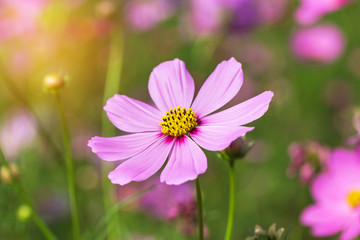  close up pink cosmos flowers blooming in the field