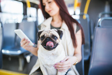 Beautiful Young Woman Sitting In City Bus With Her Pug Dog And Typing A Message On The Phone. Selective Focus On Dog.