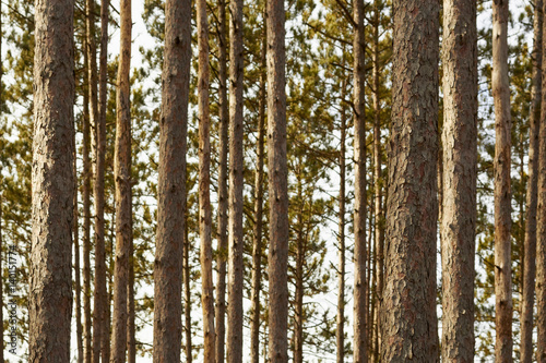 Fotografia, Obraz pine forest, Harriaman State Park, New York, USA