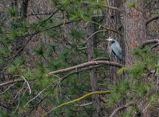 great blue heron perched in pine tree in sierra national forest