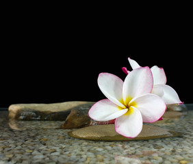Wall Mural - Sweet pink yellow flower plumeria or frangipani on water and pebble in boutique style