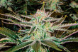Cannabis Varieties, Macro and Close Up Medical and Recreational Marijuana