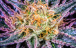 Cannabis Varieties, Macro and Close Up Medical and Recreational Marijuana