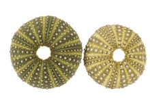Sea Shells Of  And Green Sea Urchin ( Echinoidea) Isolated On White Background.