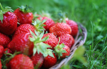 Fresh Strawberry Outdoor