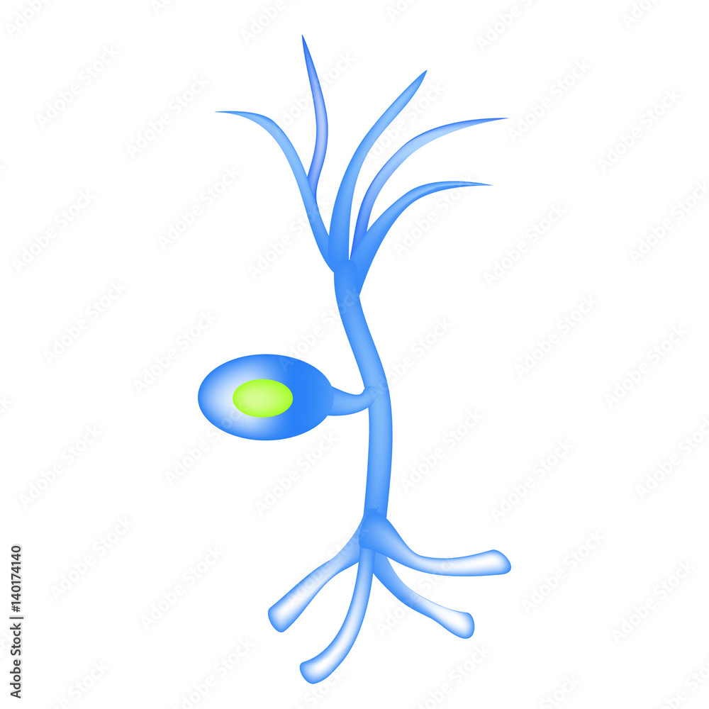 The structure of the sensory neuron. Infographics. Vector illustration ...