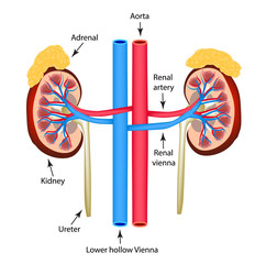 Wall Mural - Structure of kidneys. Vector illustration on isolated background