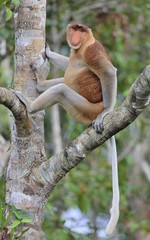 Wall Mural - male of proboscis monkey sitting on a tree in the wild green rainforest on borneo island. the probos