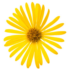 Wall Mural - Yellow flower of Daisy, original botanical name - Doronicum orientale, flower isolated on white background 1:1 macro lens shot