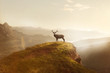 Hirsch bei Sonnenaufgang  auf einem Berg