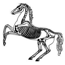 Anatomy Horse Skeleton. Equestrian Sport, The Idea For The Logo. The Animal Horse Is Insulated. The Structure Of The Horses