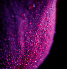 Water Drop On Purple Petals Rose's. Shallow Depth Of Field.