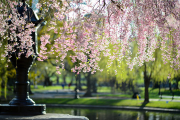 Boston Public Gardes - Spring!