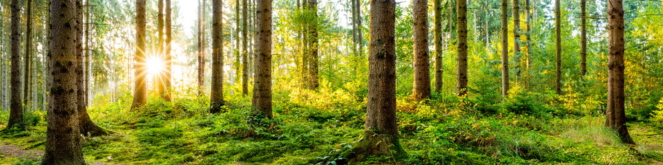 Poster - Idyllisches Wald Panorama bei Sonnenaufgang