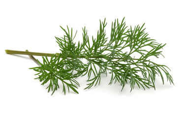 Close up shot of branch of fresh green dill herb leaves isolated on white background