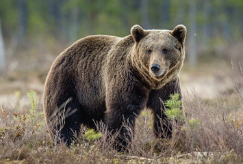Wall Mural - brown bear (ursus arctos) on the swamp in spring forest.