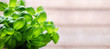 Fresh basil leaves, herb with water drops and sunlight on white background. Macro. Close up. Copy space. Banner.