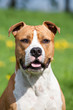 Portrait of nice american staffordshire terrier