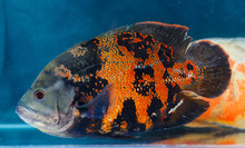 Astronotus Ocellatus (Oscar Fish) - The Aquarium Fish. Whose Species Naturally Resides Is In Tropical South America
