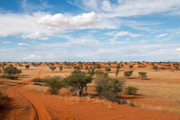 kalahari