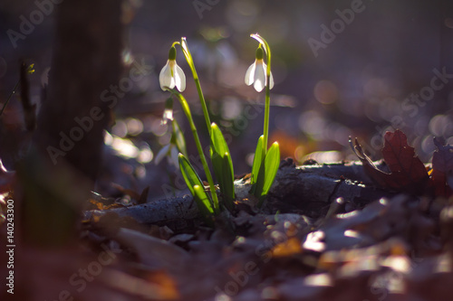 spring of the first snowdrops