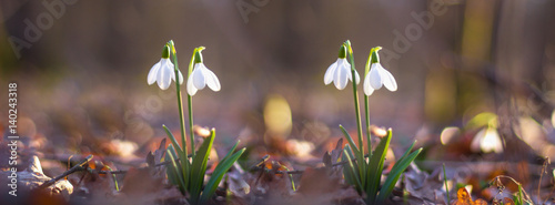 spring of the first snowdrops