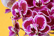 Purple orchid flowers on orange background, closeup