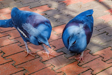 Two Blue Crowned Pigeons looking for food in the Kuala Lumpur Bird park, Malaysia. Selective focus