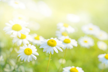 Wall Mural - spring daisy flowers field. natural sunny background