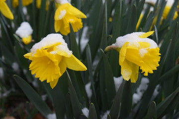 Canvas Print - Snowy Daffodils