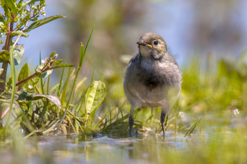 Sticker - Juvenile white wagtail in grassland