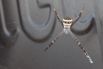 spider