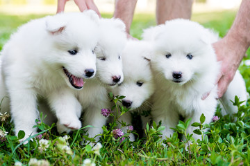 four Samoyed puppy outdoors in summer