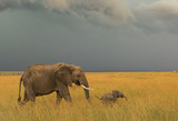 Fototapeta  - Mother and baby elephant