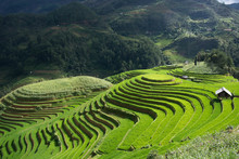 Green Terraced ,Rice Field Motion By Strong Wind,motion Blur