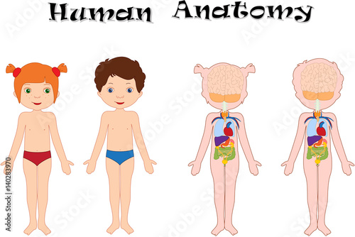 Boy And Girl Unclothed Human Anatomy For Kids Stock Vector Adobe Stock