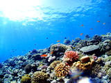 Fototapeta Do akwarium - カラフルな珊瑚礁