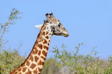 Wall Mural - Giraffe in National park of Kenya