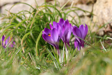 Crocuses / A group of crocuses in the grass