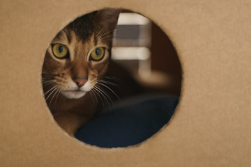 young abyssinian cat inside cardboard house from box, 8 month kitten