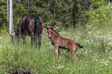 Horse and foal eating grass at a green meadow