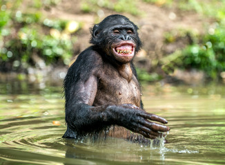 Wall Mural - smiling bonobo in the water. bonobo in the water with pleasure and smiles. bonobo standing in pond l