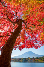 Red Maple Tree And Mountain Fuji At Kawaguchiko Lake In Autumn Season