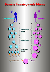 Humans spermatogonis oogenesis scheme education vector illustration info graphic.