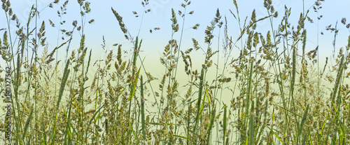 Obraz w ramie flowering grass in detail - allergens