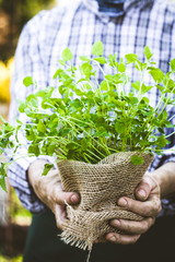 Canvas Print - Farmer with herbs