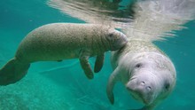 Endangered Florida Manatees (Trichechus Manatus Latirostris) Playing In Three Sister's Springs (Crystal River, Florida, USA). Warm Spring Provides Refuge From Hypothermia In Winter Months.