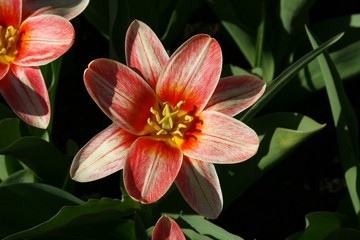 Fashion, Tulips Kaufmanniana, Holland