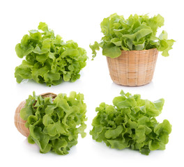 Wall Mural - Green oak lettuce isolated on white background