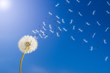 dandelion in sunlight releasing seeds.